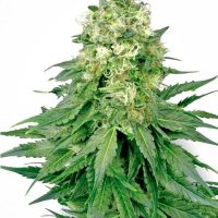 White Widow Feminised Seeds - 3