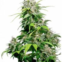 California Indica Feminised Seeds - 3