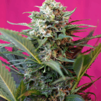 Big Devil XL Auto Feminised Seeds - 3