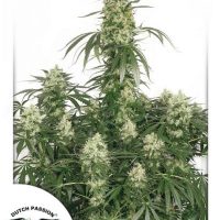The Ultimate Feminised Seeds - 1