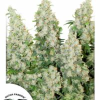 Think Different Auto Feminised Seeds - 3