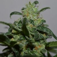 Grapefruit Feminised Seeds - 3