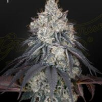 Lemon Orange Feminised Seeds - 3