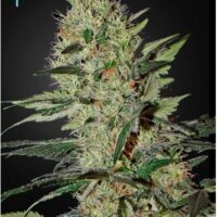 Exodus Cheese CBD Auto Feminised Seeds - 10