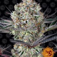 Dos Si Dos 33 Feminised Seeds - 1