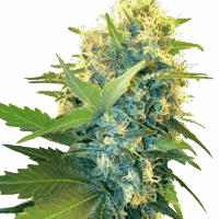 Double Kush Cake Feminised Seeds - 1