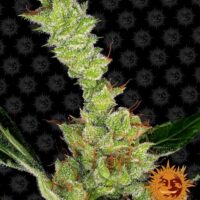 Dr Grinspoon Feminised Seeds - 1