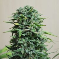 Siberian Haze Auto Feminised Seeds - 3