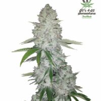 Gorilla Glue Auto Feminised Seeds - 1