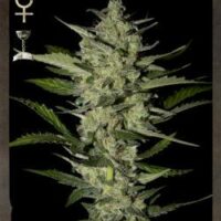 Flowerbomb Kush Feminised Seeds - 3