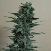 Kubanskiy Ubiyza Feminised Seeds - 3