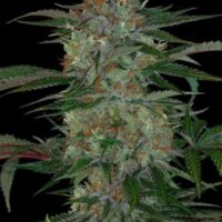 Qush Regular Seeds - 5