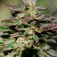 Dosidos FAST Feminised Seeds - 5+2