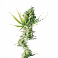 Durban Feminised Seeds - 3