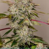 Sticky Dream Feminised Seeds - 1