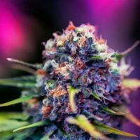 Black Widow CBD Feminised Seeds - 1