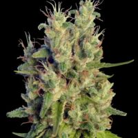 Super Malawi Haze Regular Seeds - 5