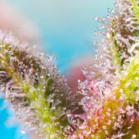 Purple Punch OG Feminised Seeds - 3