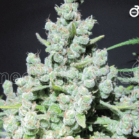 Malakoff Feminised Seeds - 3