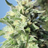 Banana Mango Feminised Seeds - 3