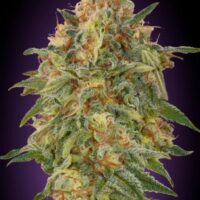 Zkittlez Feminised Seeds - 1