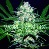 Pakistan Valley Feminised Seeds - 12