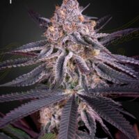 King's Juice Feminised Seeds - 3