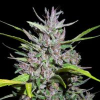 Honduras x Panama Feminised Seeds - 1