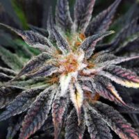 Qleaner Regular Seeds - 5