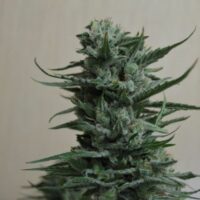Siberian Haze Feminised Seeds - 3