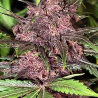 Black Haze Auto Feminised Seeds - 3