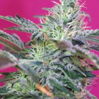 Sweet Cheese Auto Feminised Seeds - 3