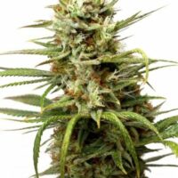White Widow Auto Feminised Seeds - 1