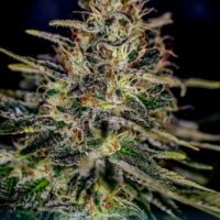 Lemon Trip Feminised Seeds - 3