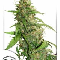 Compassion Lime CBD Auto Feminised Seeds - 3