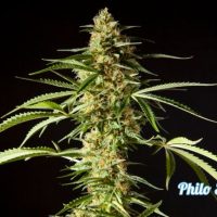 Philo Skunk Feminised Seeds - 3