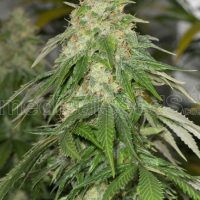 Some Sweet Feminised Seeds - 3
