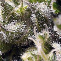 Cream Caramel Auto Feminised Seeds - 3