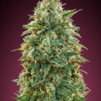 Amnesia Feminised Seeds - 1