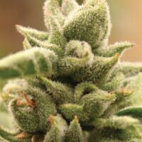 Magic Melon Feminised Seeds - 3