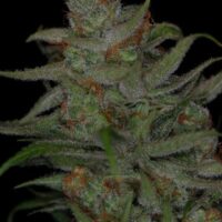Jack Skellington Regular Seeds - 5