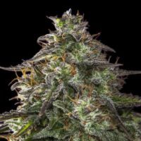 Blueberry Cheesecake Auto Feminised Seeds - 4