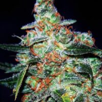 Cheese Auto Feminised Seeds - 15