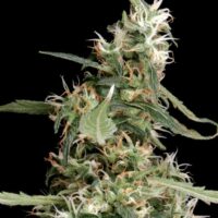 Arjan's Ultra Haze #1 Feminised Seeds - 5
