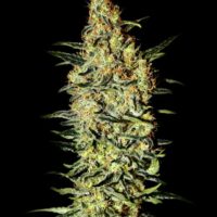 Neville's Haze Feminised Seeds - 10