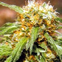 Thai Fantasy Feminised Seeds-10