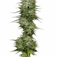 Pound Town Auto Feminised Seeds - 5