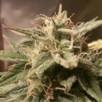 Bubble Auto Feminised Seeds - 4