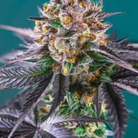 Red Strawberry Banana Auto Feminised Seeds - 3