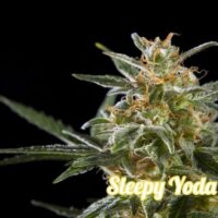 Sleepy Yoda Auto Feminised Seeds - 3
